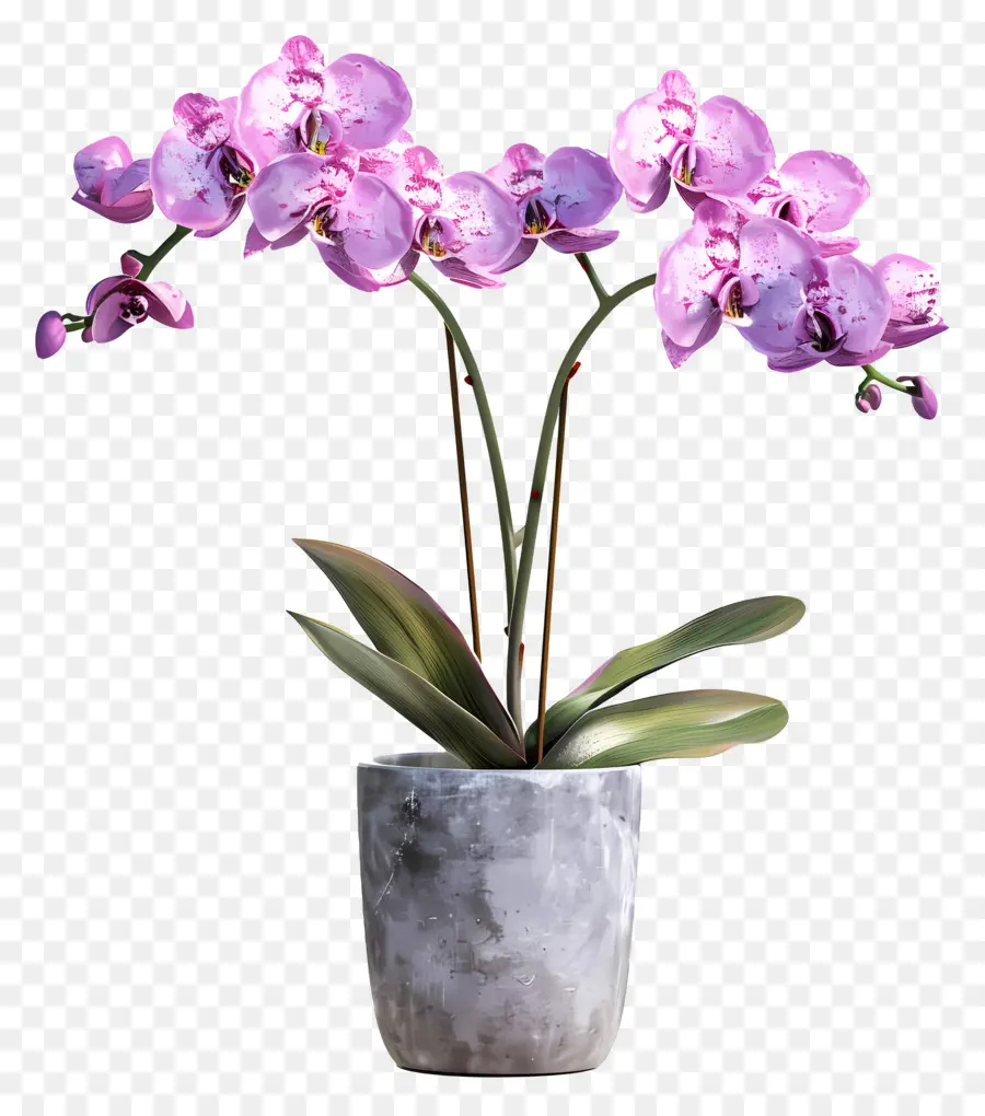 Flores De Orquídeas En Macetas，Orquídea PNG