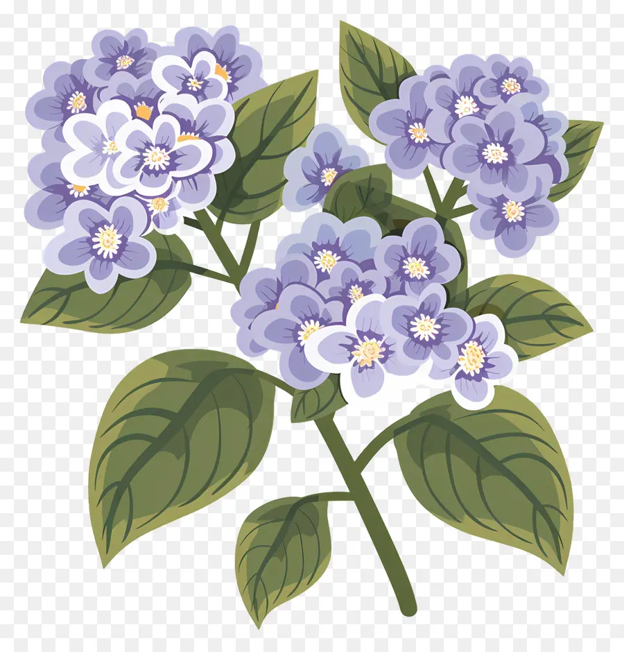 Flores De Hortensia，Flores Moradas PNG