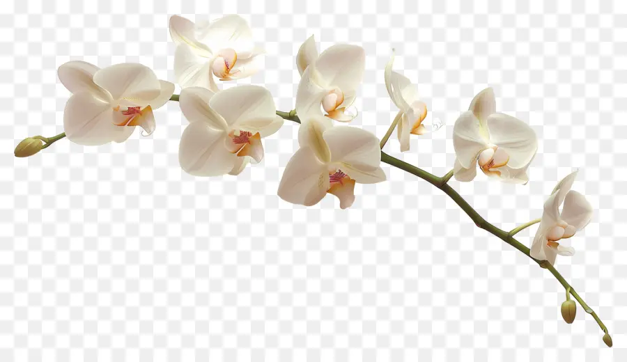 Flores De Orquídeas De Vainilla，Orquídeas Blancas PNG