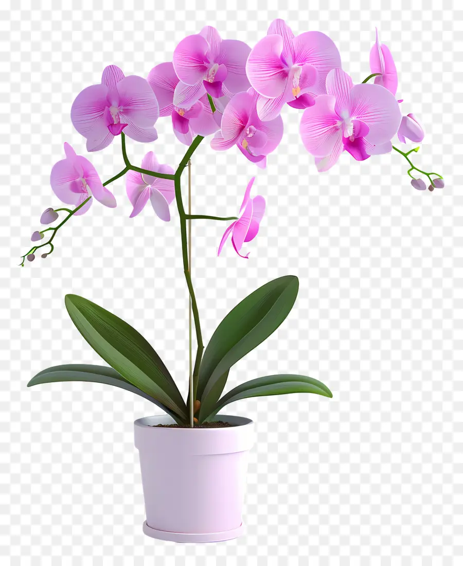 Flores De Orquídeas En Macetas，Orquídea PNG