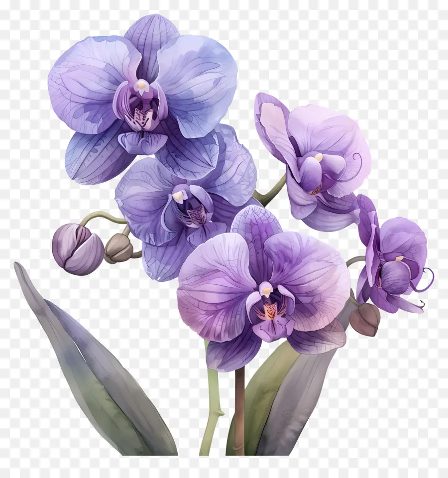 Flor De Orquídea，Orquídeas Moradas PNG