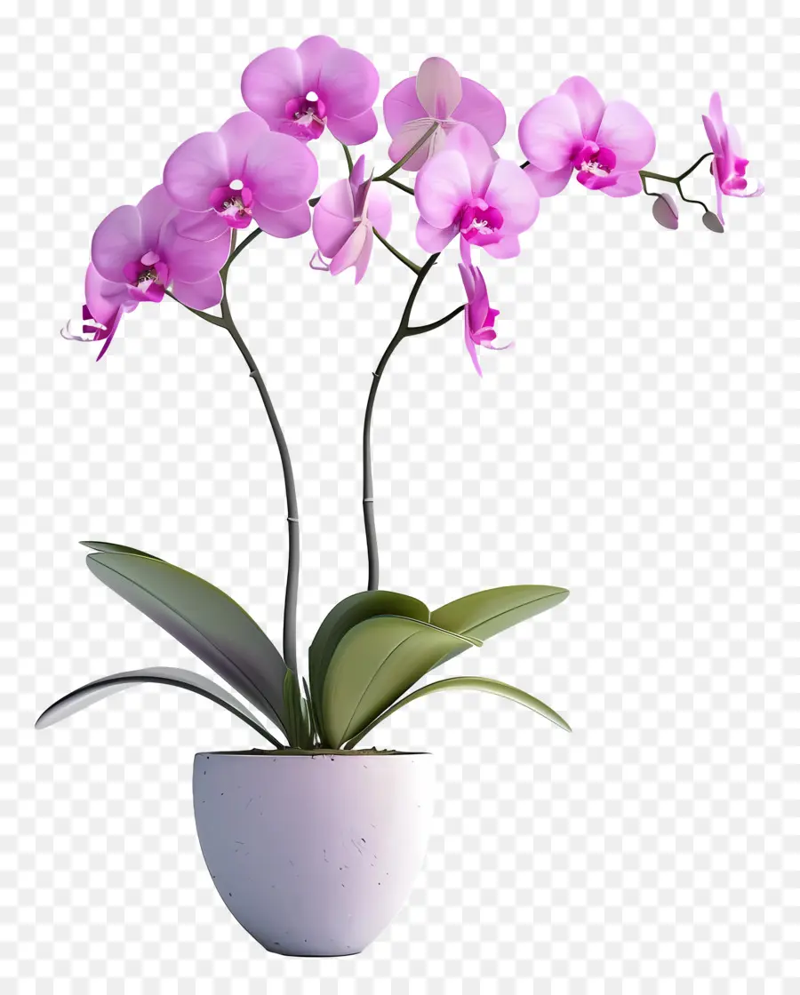 Flores De Orquídeas En Macetas，Orquídea PNG