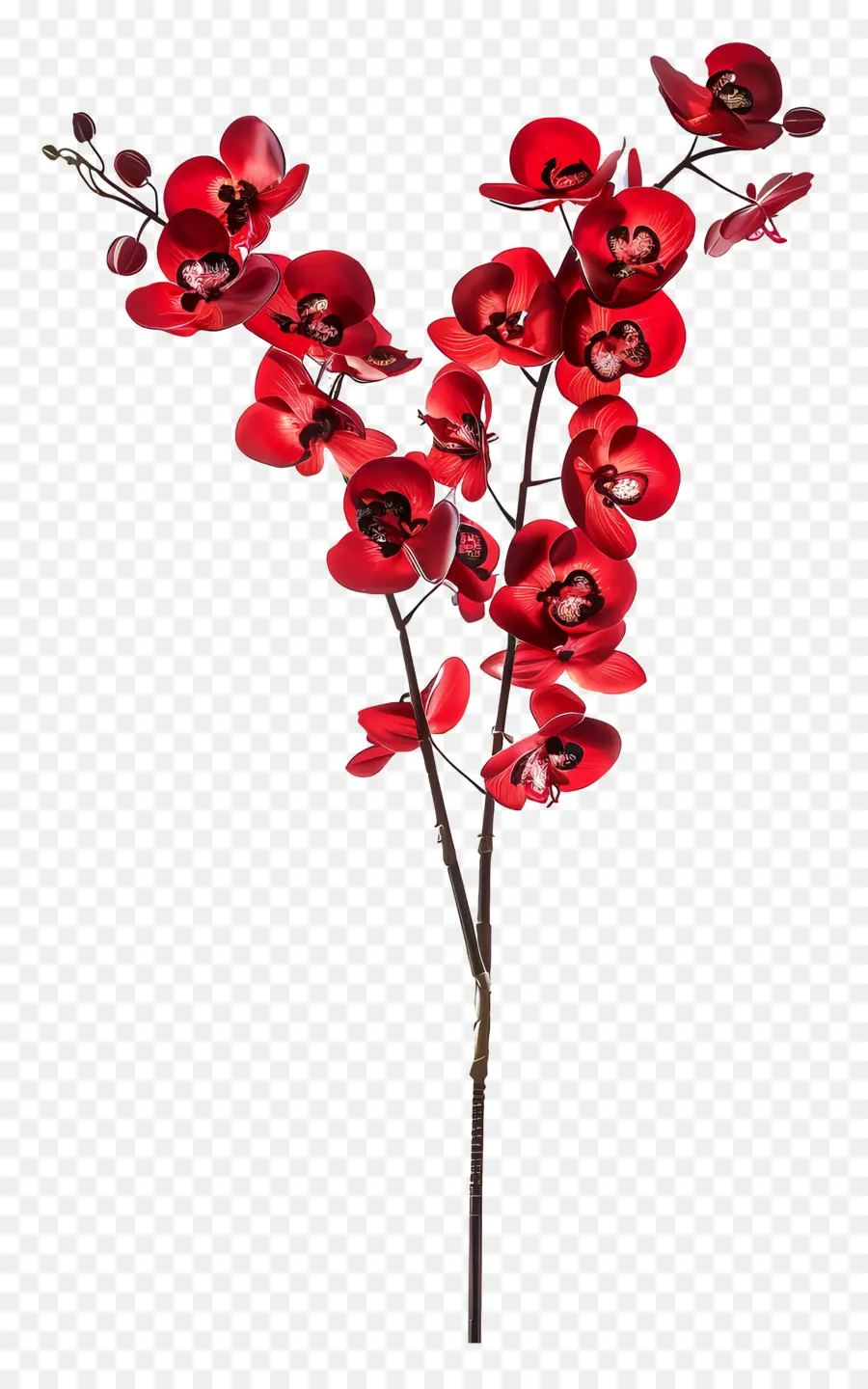 Flor De Orquídea，Flores Rojas PNG