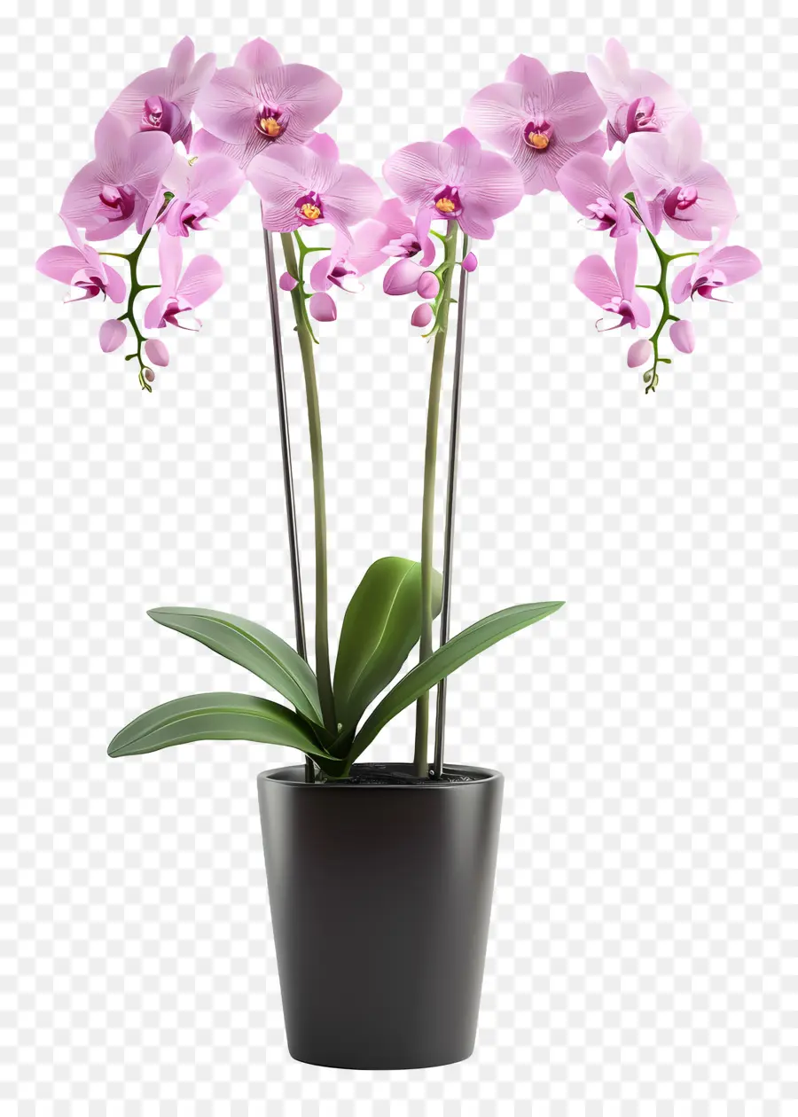 Flores De Orquídeas En Macetas，Orquídea PNG