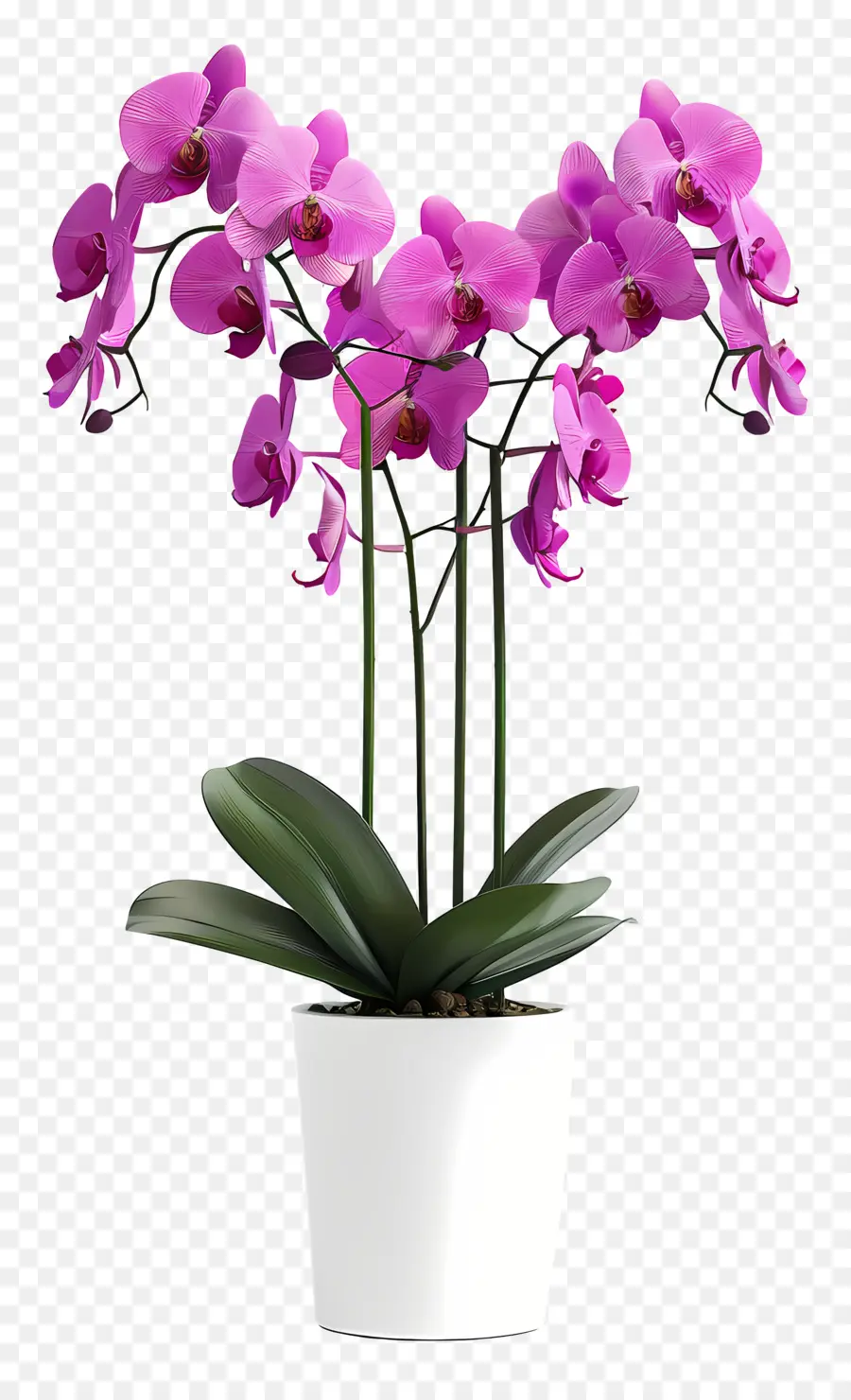 Flores De Orquídeas En Macetas，Orquídea PNG