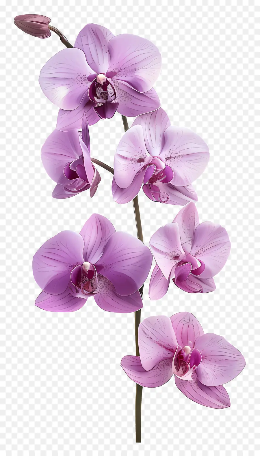 Flor De Orquídea，Orquídeas Rojas PNG