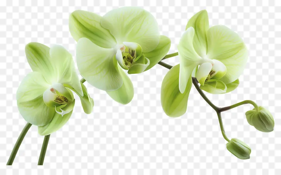 Flor De Orquídea，Orquídea PNG