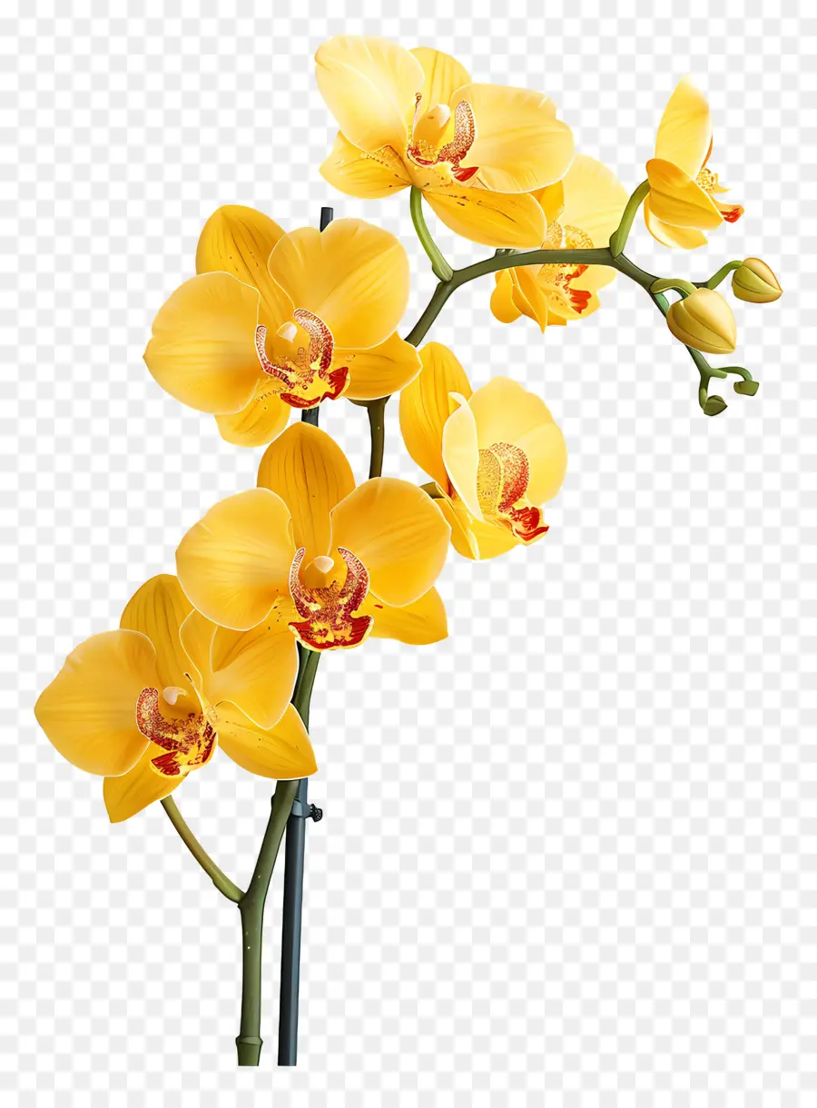 Flor De Orquídea，Orquídeas Amarillas PNG