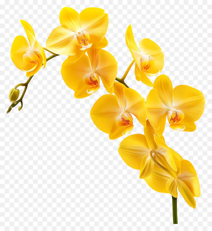 Flor De Orquídea，Orquídeas Amarillas PNG