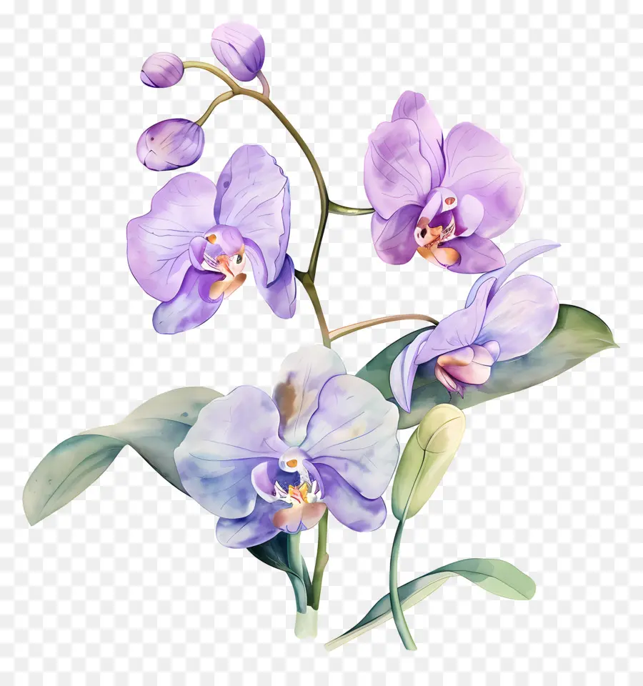 Flor De Orquídea，Orquídeas Moradas PNG