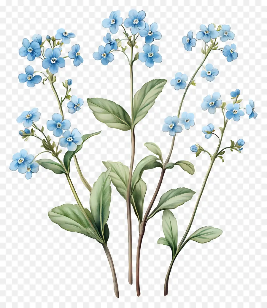 No Me Olvides Flores，Flores Azules PNG