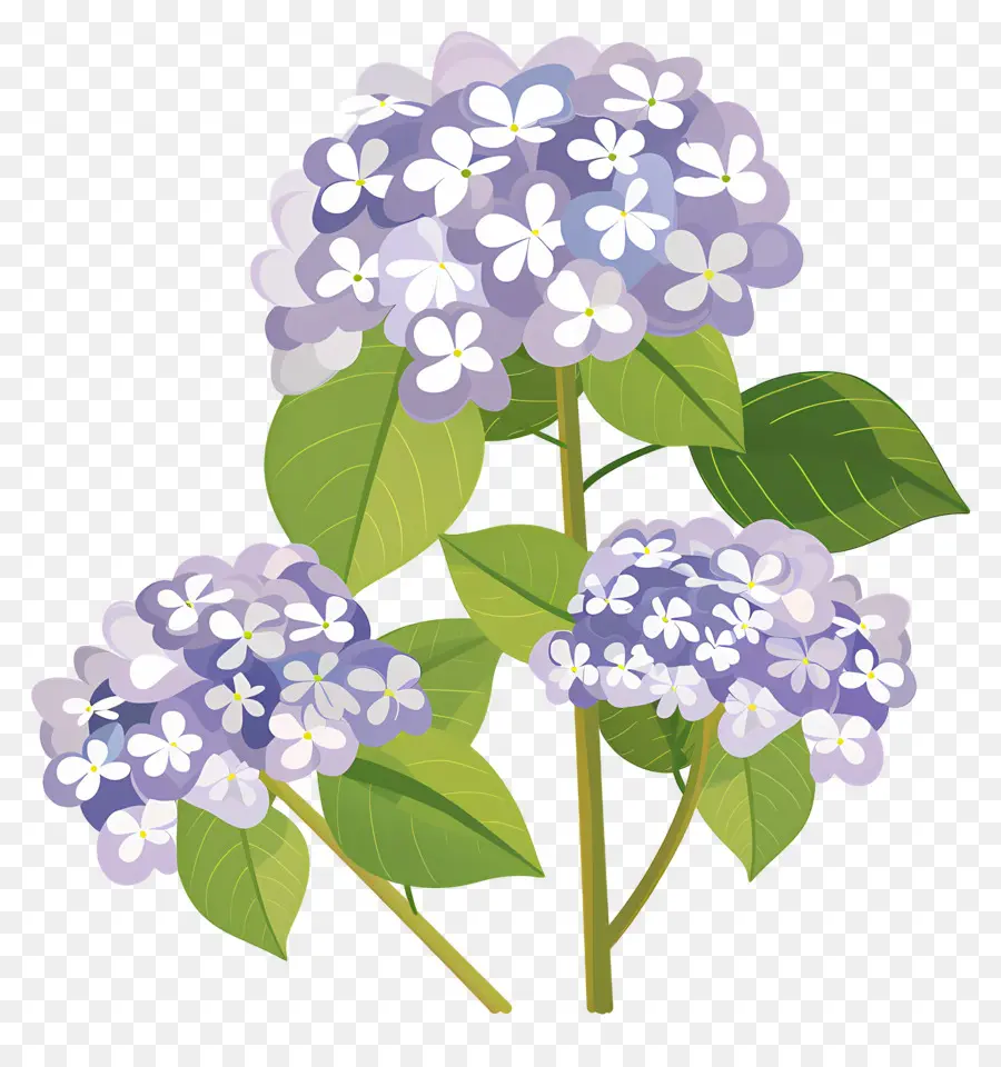 Flores De Hortensia，Flores Moradas PNG