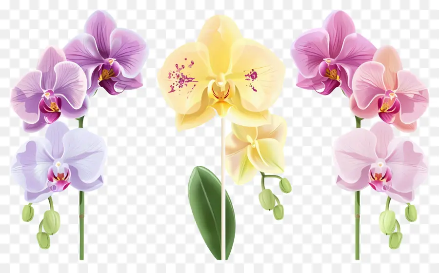 Flor De Orquídea，Flores De Orquídeas PNG