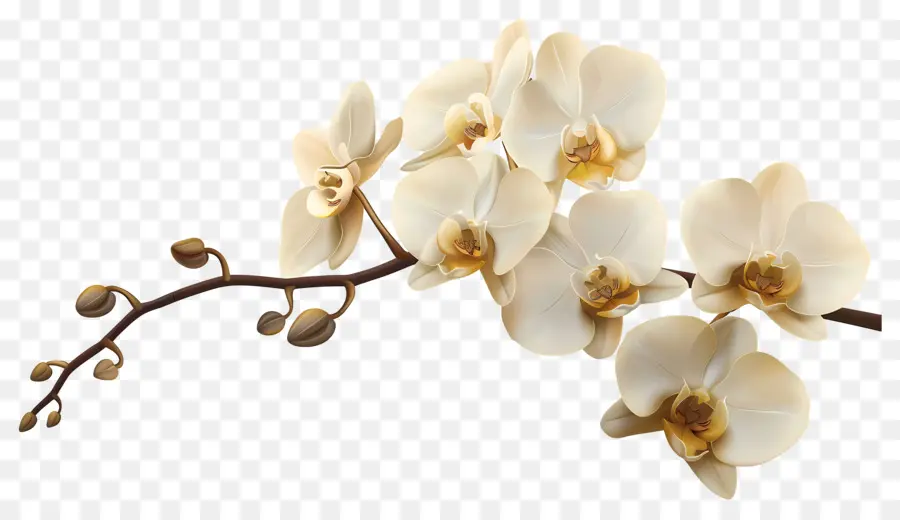 Flores De Orquídeas De Vainilla，Orquídeas Blancas PNG