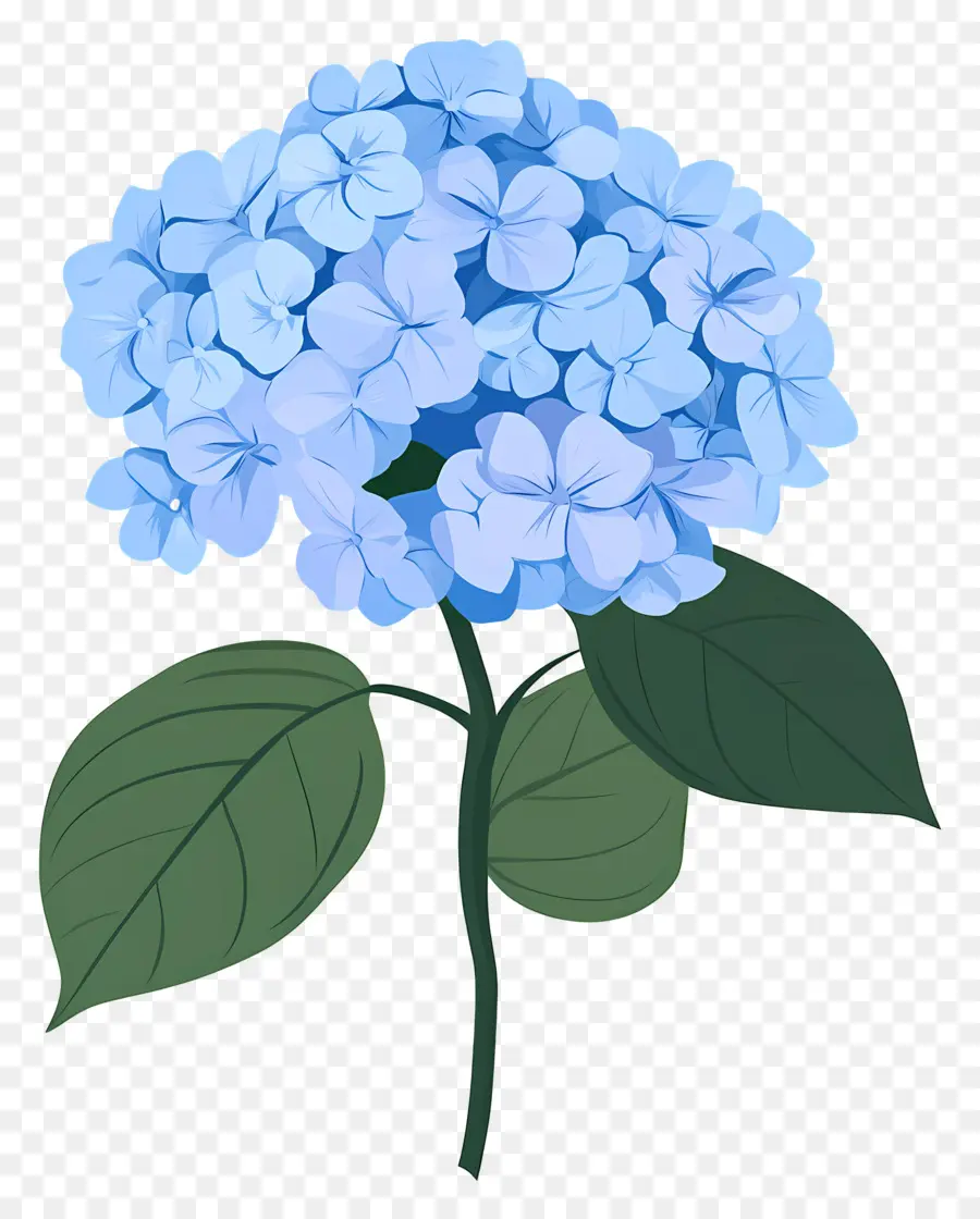 Flor De Hortensia Azul，Hortensia PNG