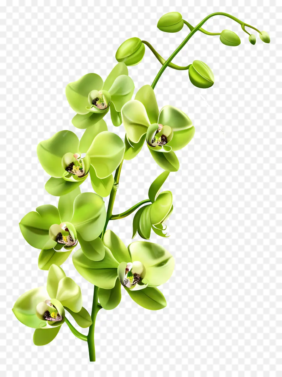 Flor De Orquídea，Orquídea Verde PNG