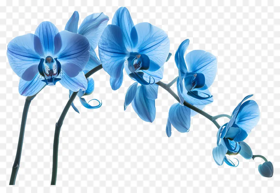 Flor De Orquídea，Orquídea Azul PNG