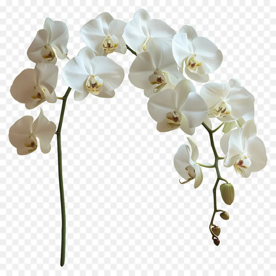 Flor De Orquídea，Orquídea Blanca PNG