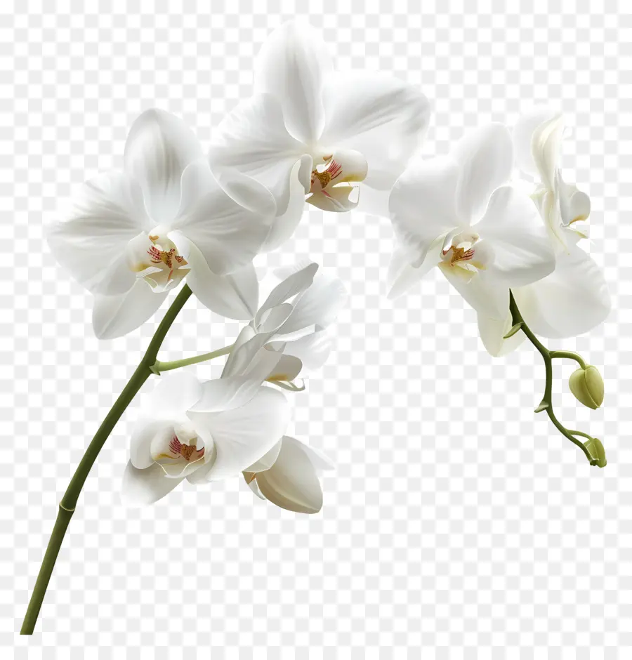 Flor De Orquídea，Orquídeas Blancas PNG