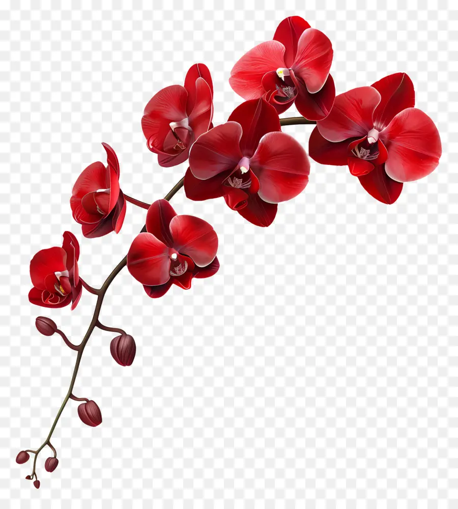 Flor De Orquídea，Orquídea Roja PNG