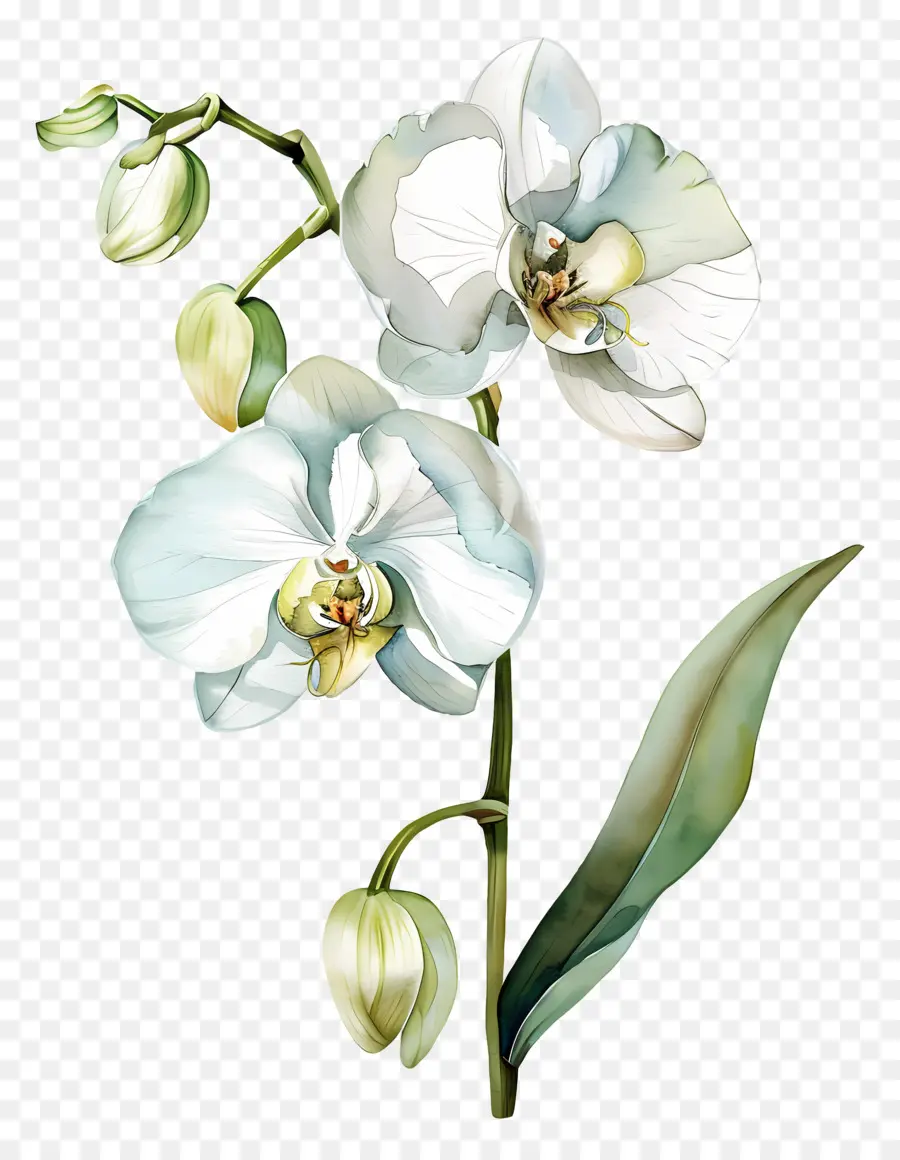 Flor De Orquídea，Orquídea Blanca PNG