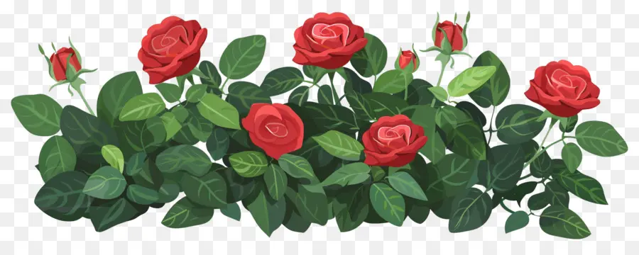 Rosal，Rosas PNG