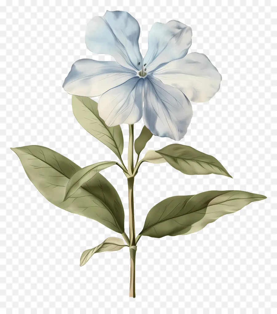 Flor Pequeña，Flores Azules PNG