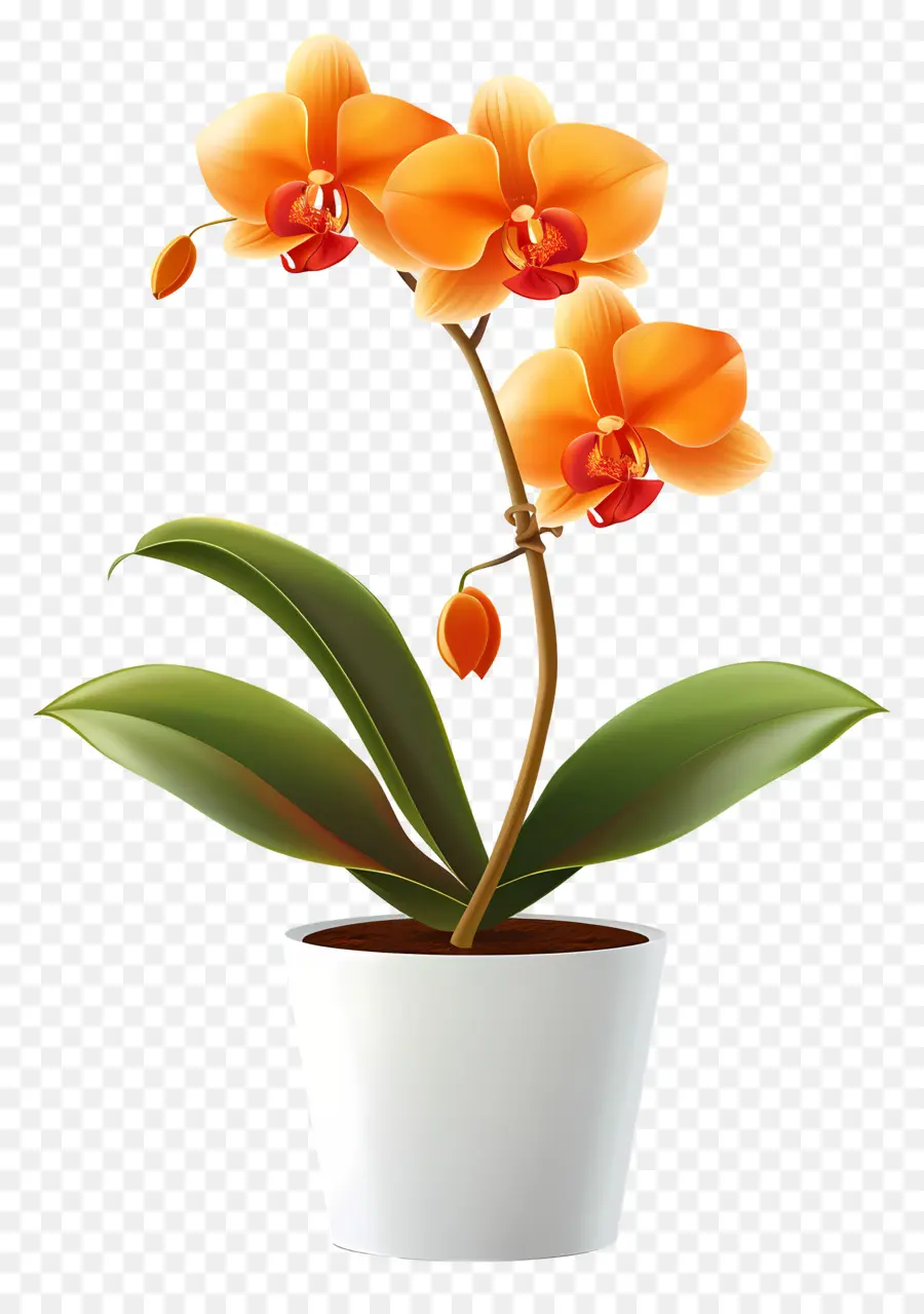 Flor De Orquídea，Orquídea Naranja PNG