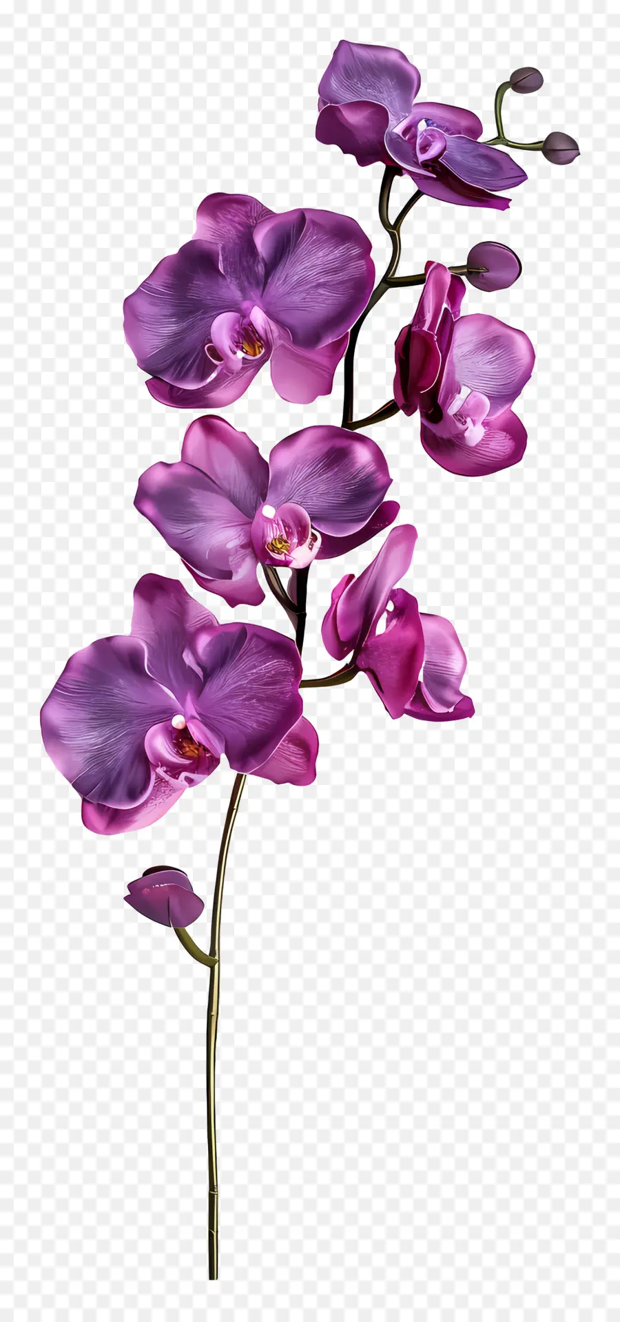 Flor De Orquídea，Orquídea Morada PNG