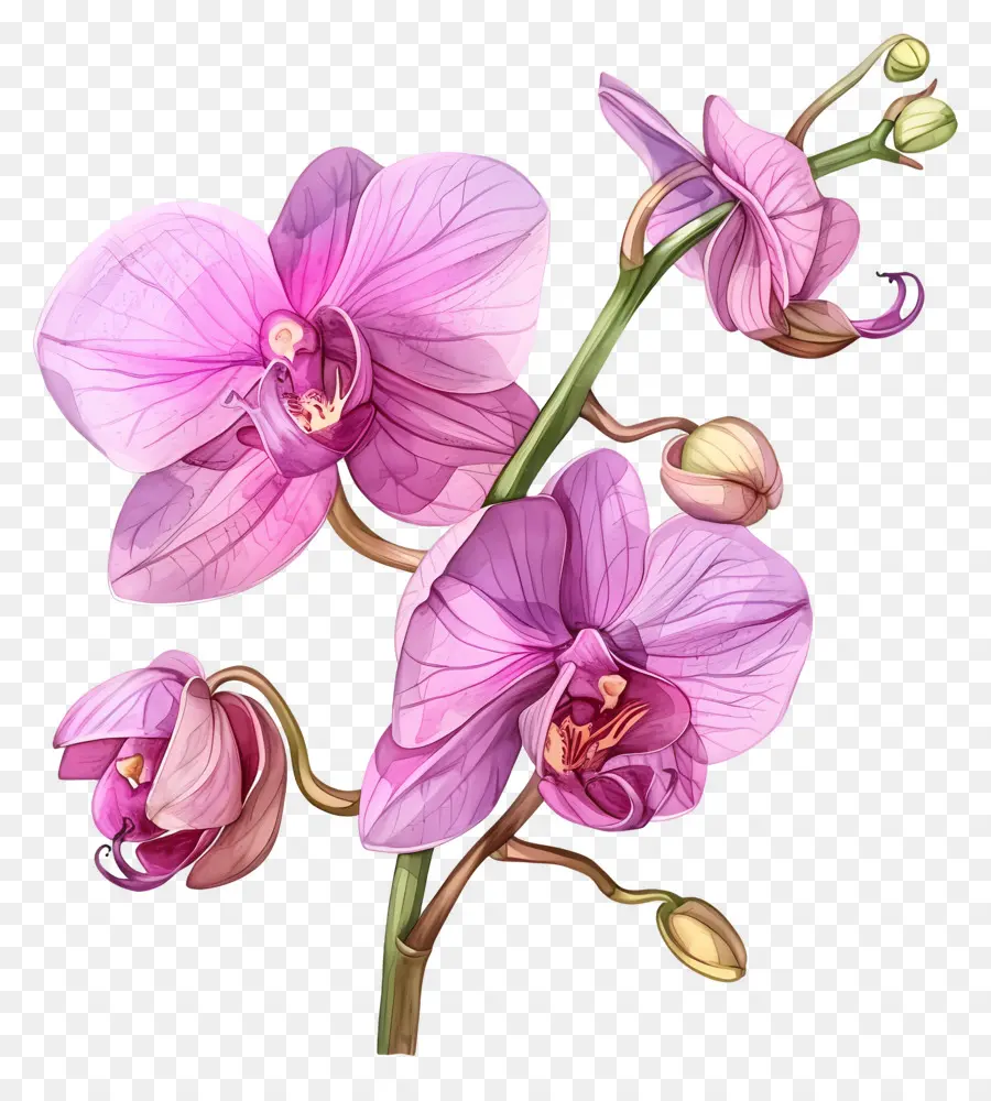 Flor De Orquídea，Orquídeas Moradas PNG