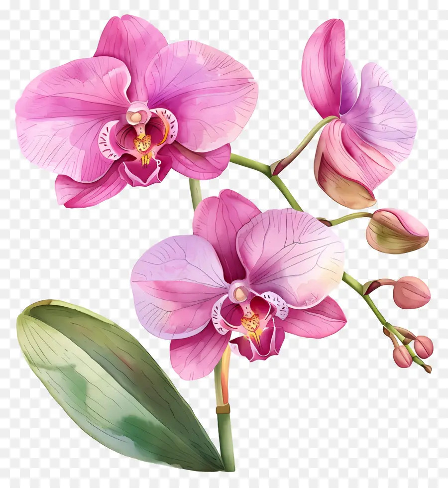 Flor De Orquídea，Orquídeas Moradas PNG