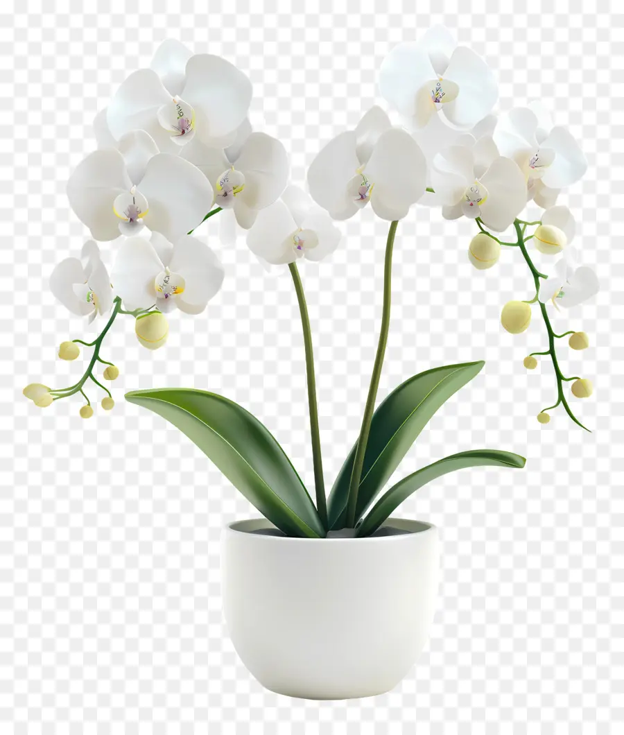 Flores De Orquídeas En Macetas，Orquídea Blanca PNG