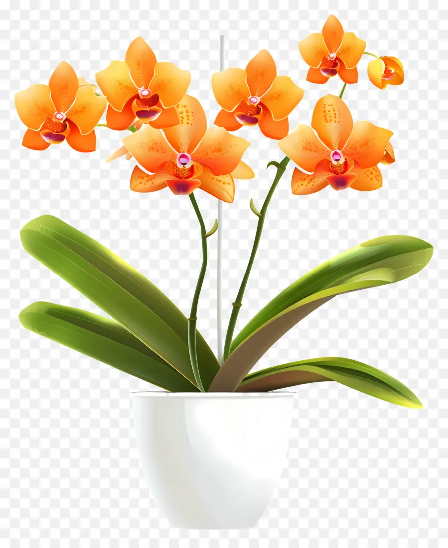 Flor De Orquídea，Orquídea Naranja PNG