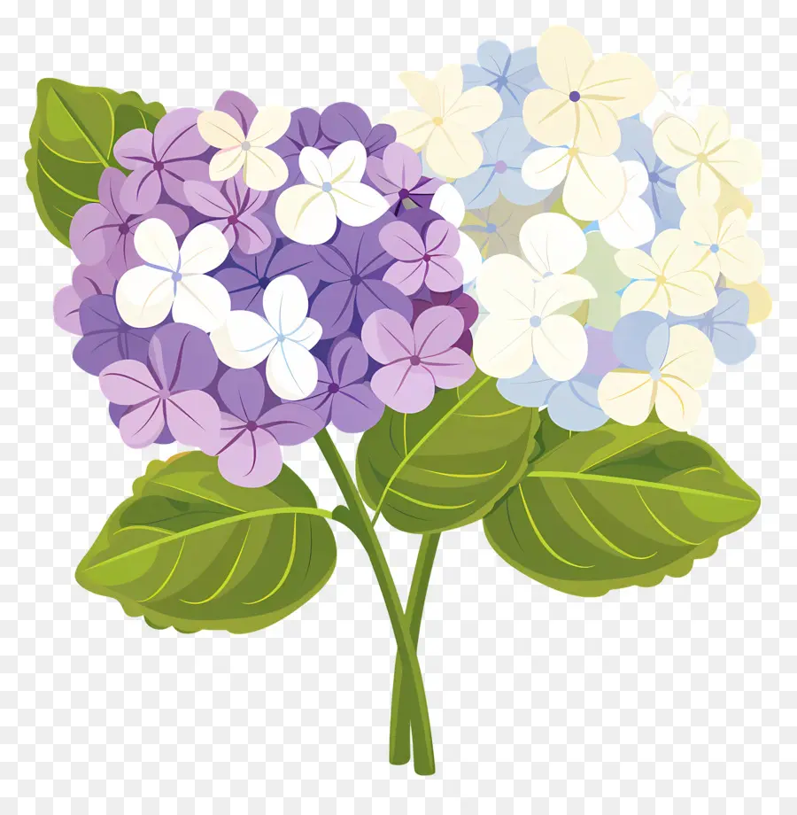 Flores De Hortensia，Flores Moradas PNG