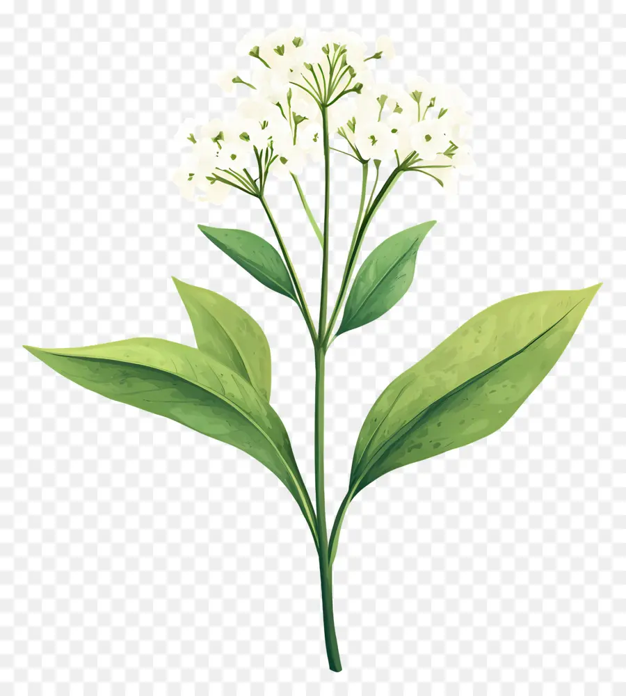 Flor De Aliento De Bebé，Planta Verde PNG