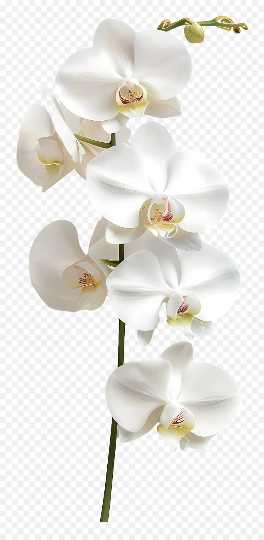 Flor De Orquídea，Orquídea Blanca PNG