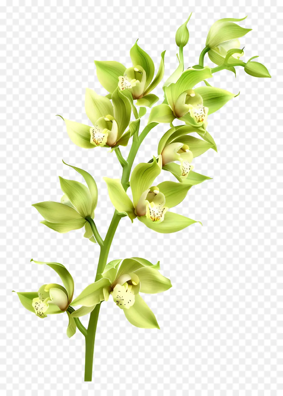 Flor De Orquídea，Orquídea PNG