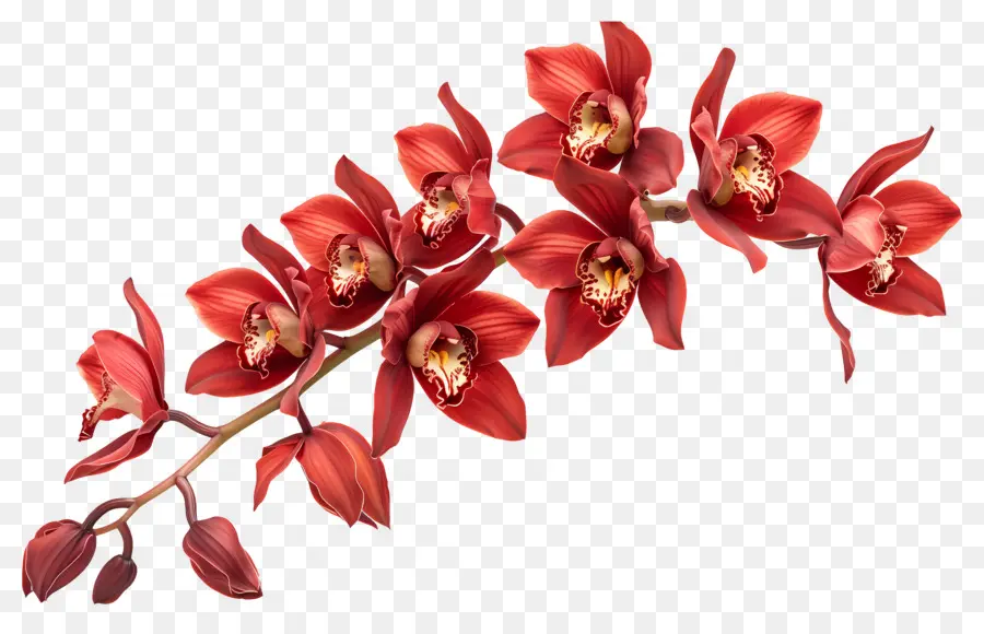 Flor De Orquídea，Orquídeas Rojas PNG