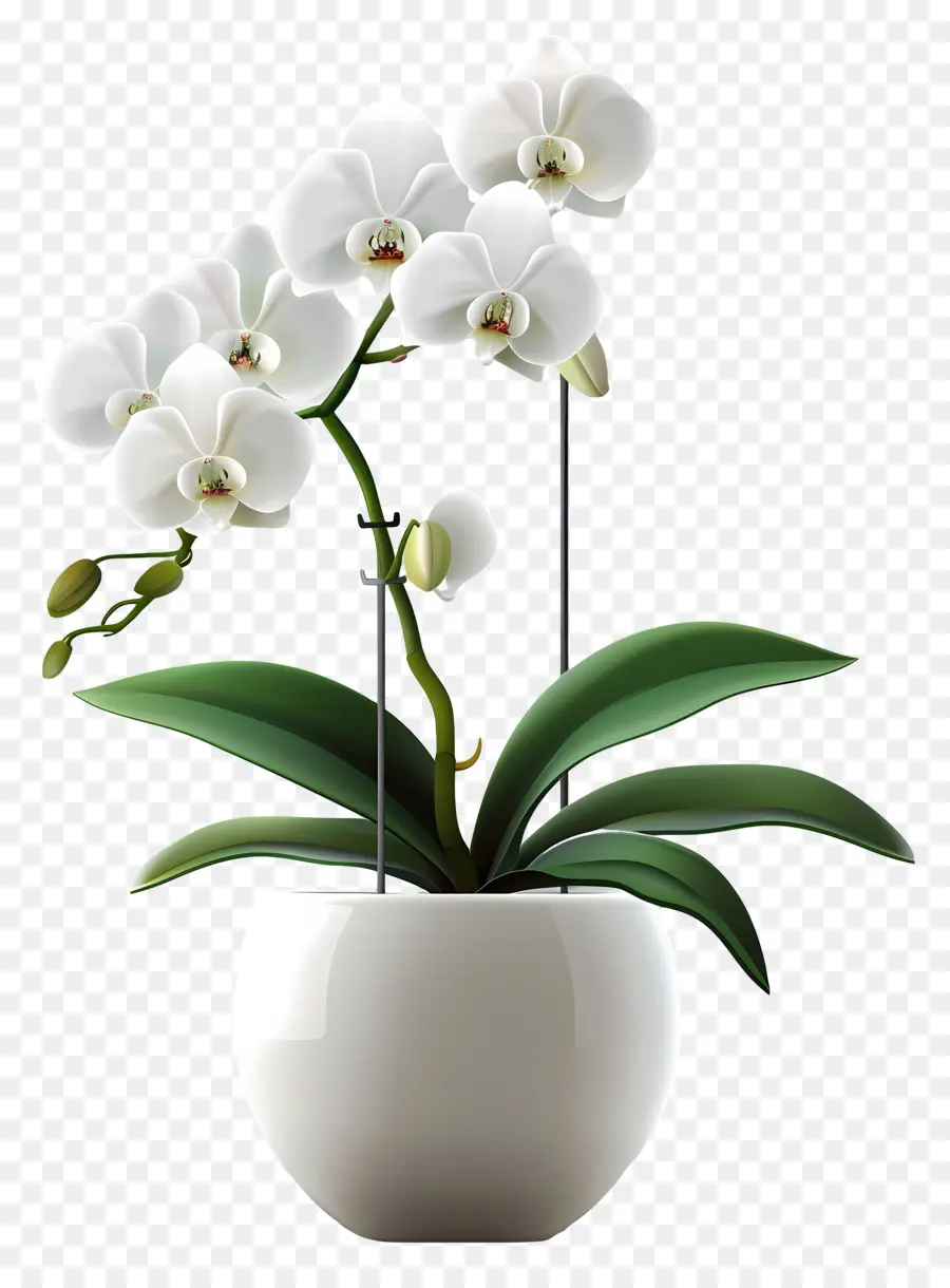 Flor De Orquídea，Orquídea Blanca PNG