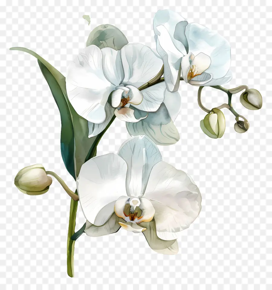 Flor De Orquídea，Orquídea Blanca PNG