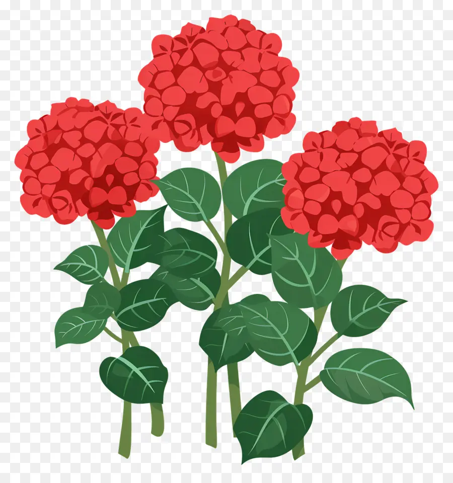 Arbusto De Hortensia，Flores Rojas PNG