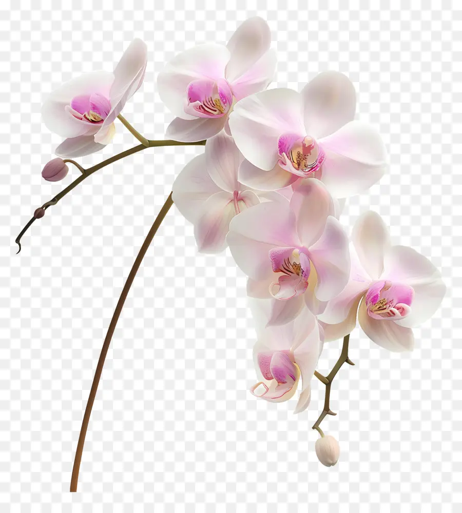 Flor De Orquídea，Orquídea Blanca PNG