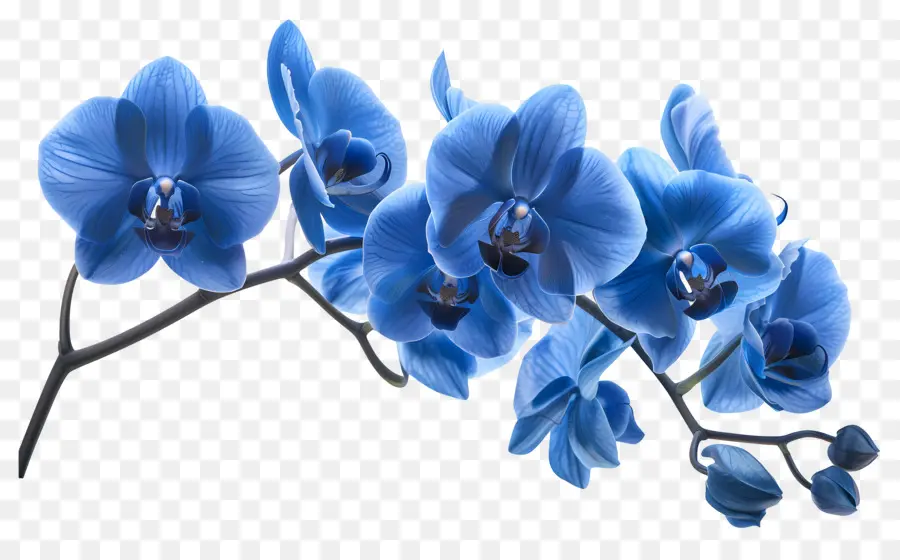 Flor De Orquídea，Orquídea Azul PNG