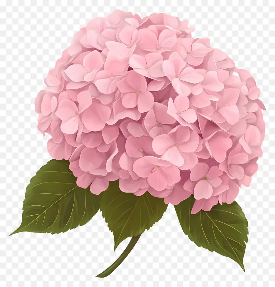 Flor De Hortensia Rosa，Hortensia Rosa PNG