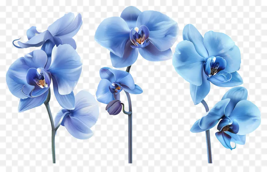 Flor De Orquídea，Orquídea Azul PNG