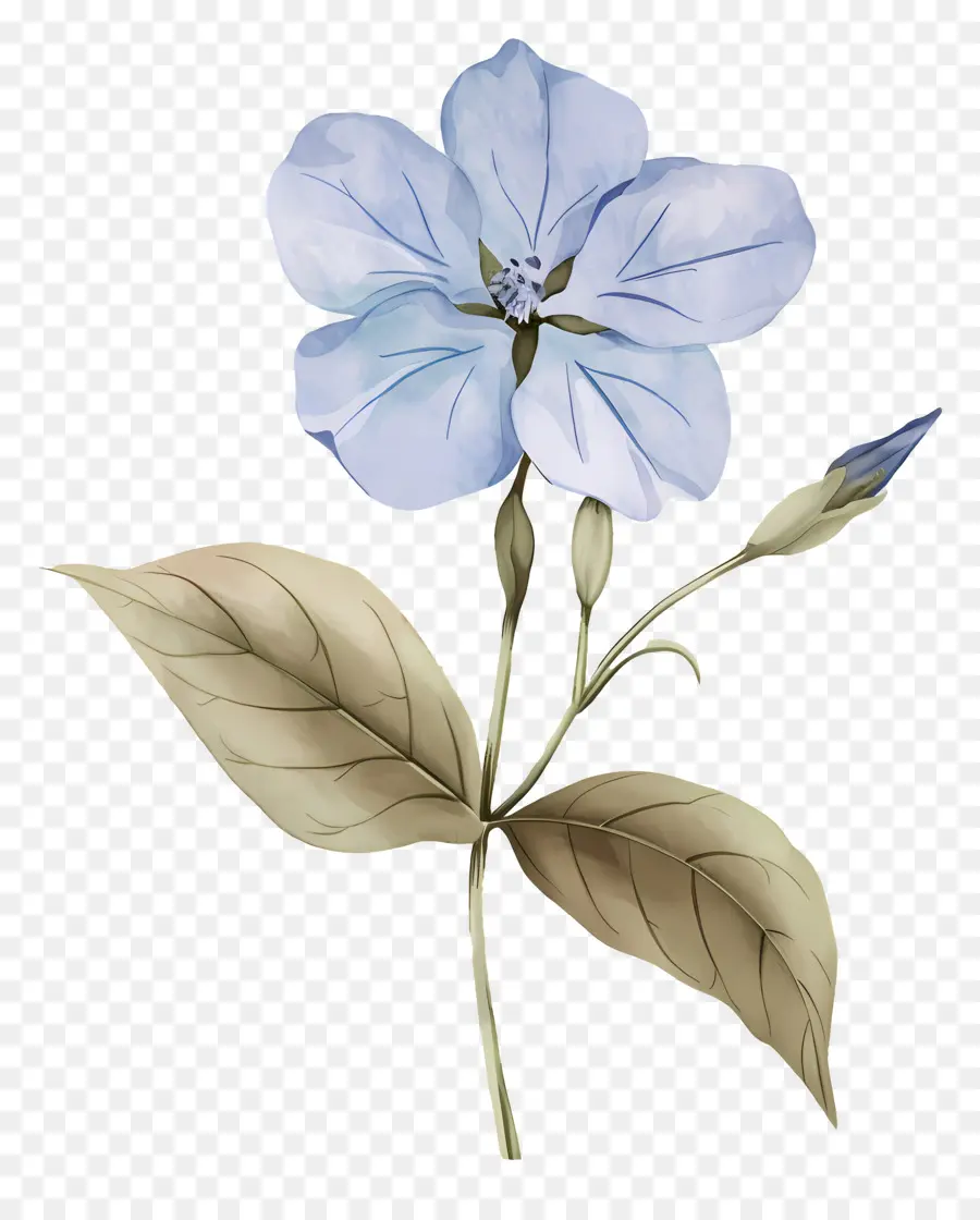 Flor Pequeña，Flores Azules PNG