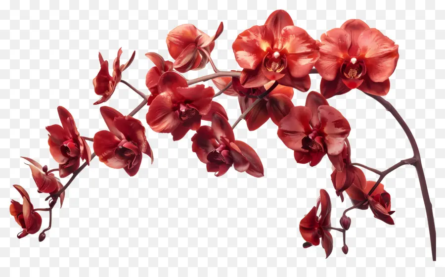 Flor De Orquídea，Orquídeas Rojas PNG