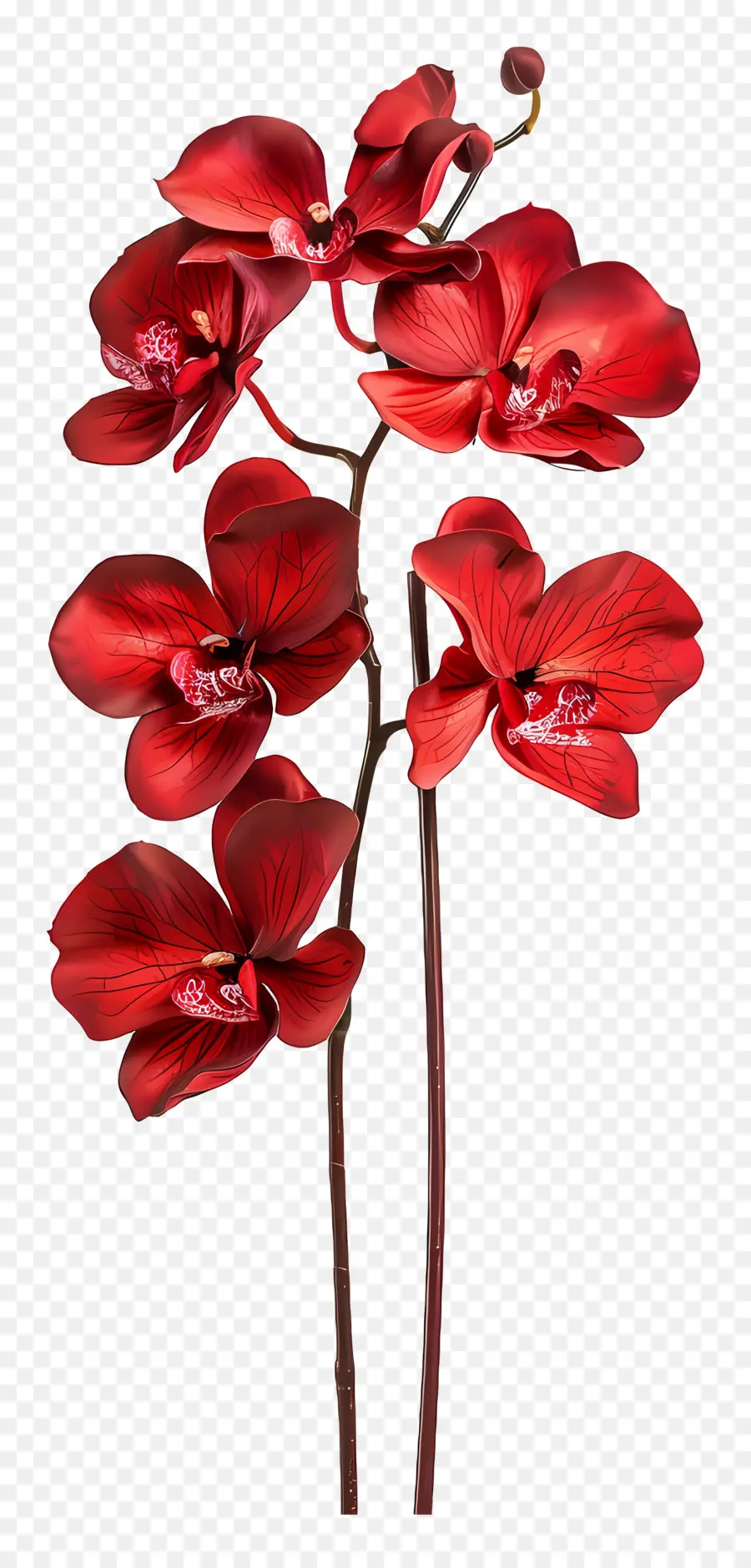 Flor De Orquídea，Orquídeas Rojas PNG