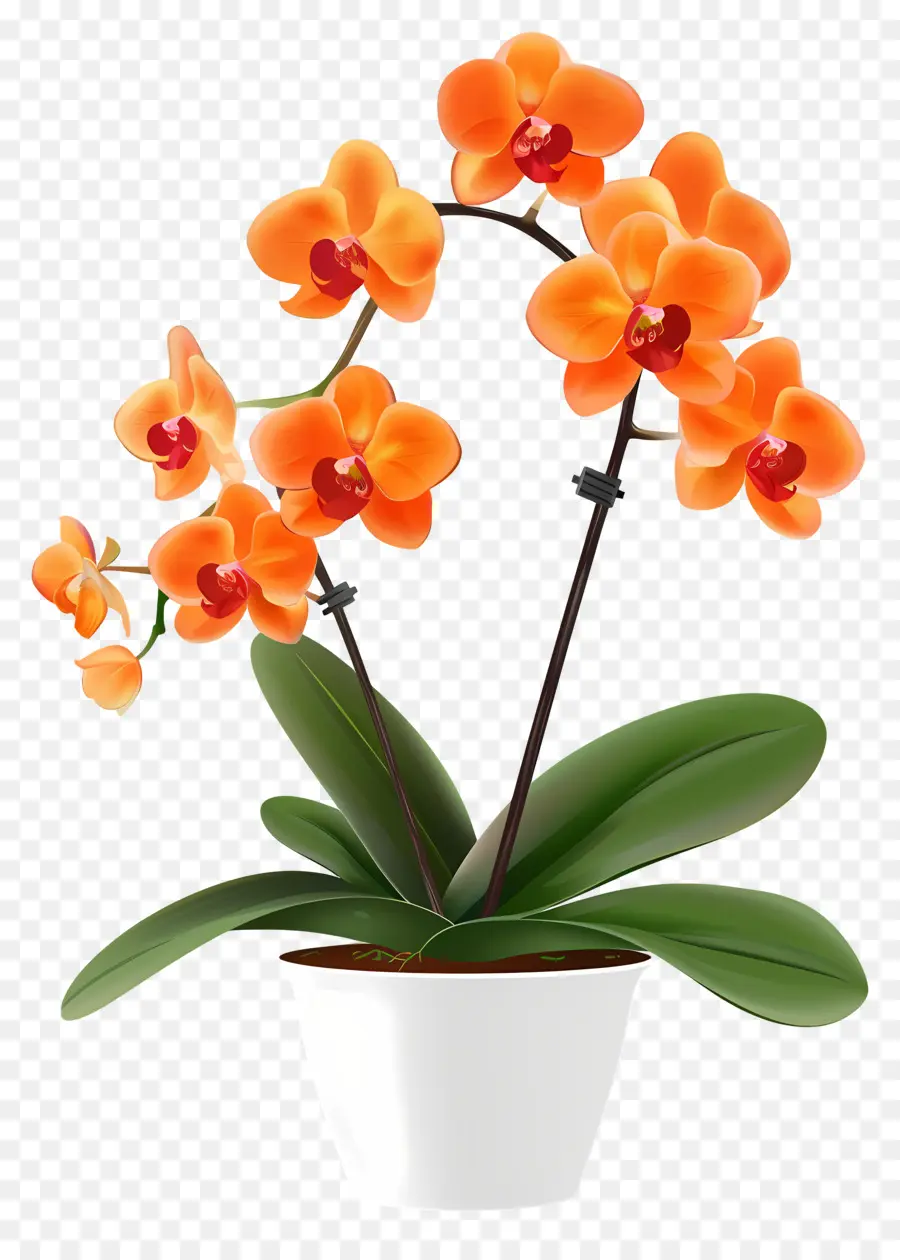 Flor De Orquídea，Orquídea Naranja PNG