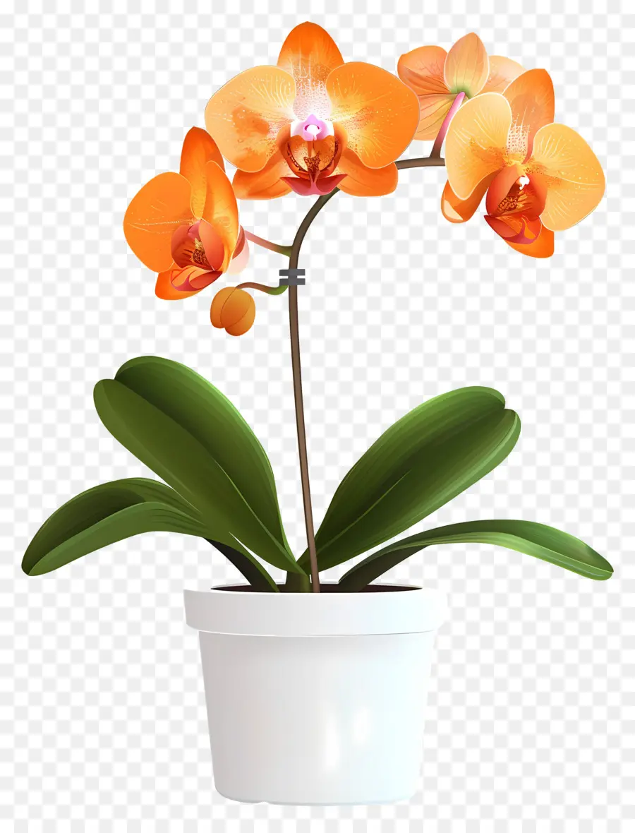 Flor De Orquídea，Orquídea Naranja PNG